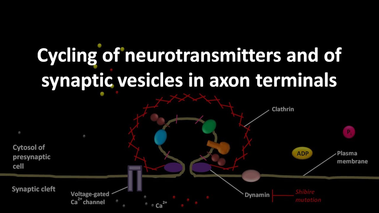 Cycling of neurotransmitters and of synaptic vesicles in axon terminals