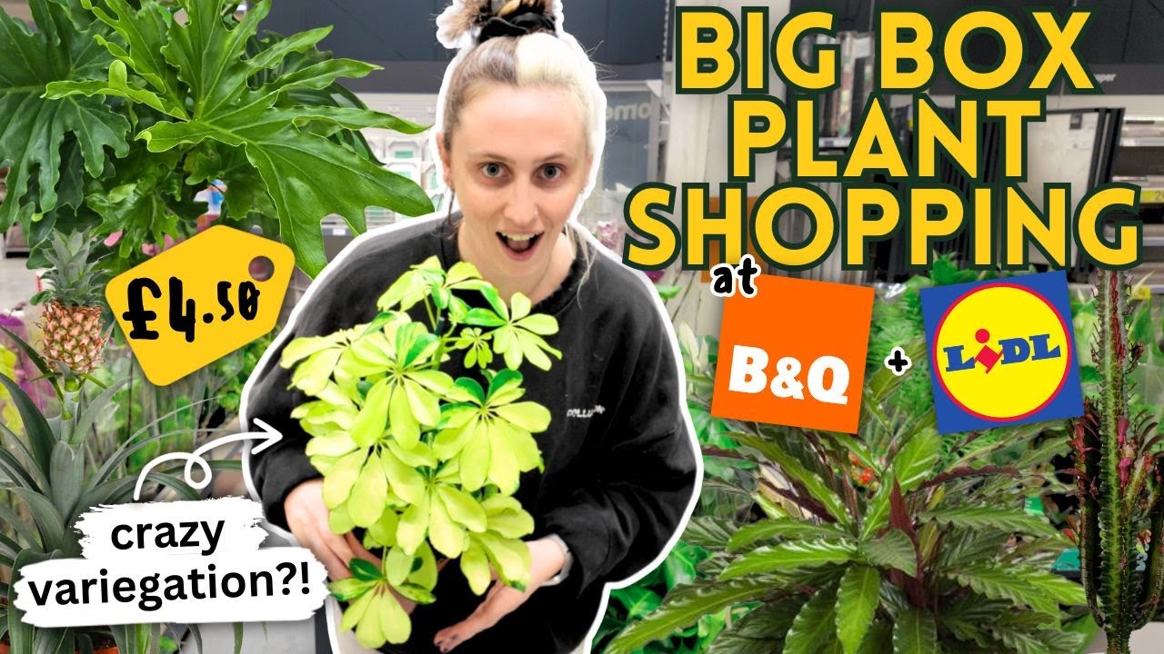 £4.50 RARE Big Box Plant Finds! 🤑 B&Q + Lidl Shopping