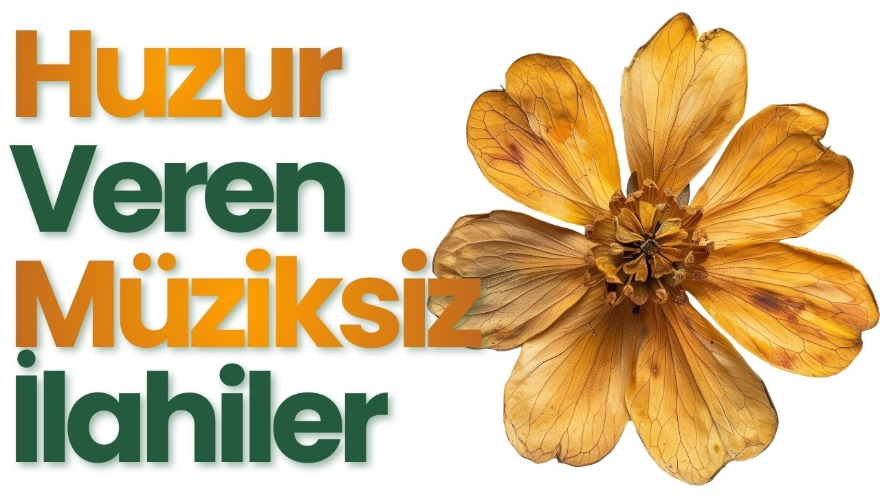 Uçun Kuşlar Medine'ye Ya Muhammed Diye Diye #müziksizilahiler