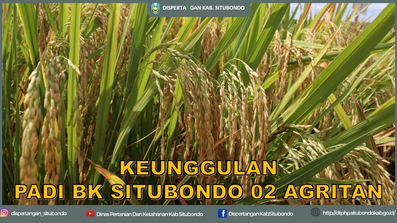 KEUNGGULAN PADI  BK SITUBONDO 02 AGRITAN