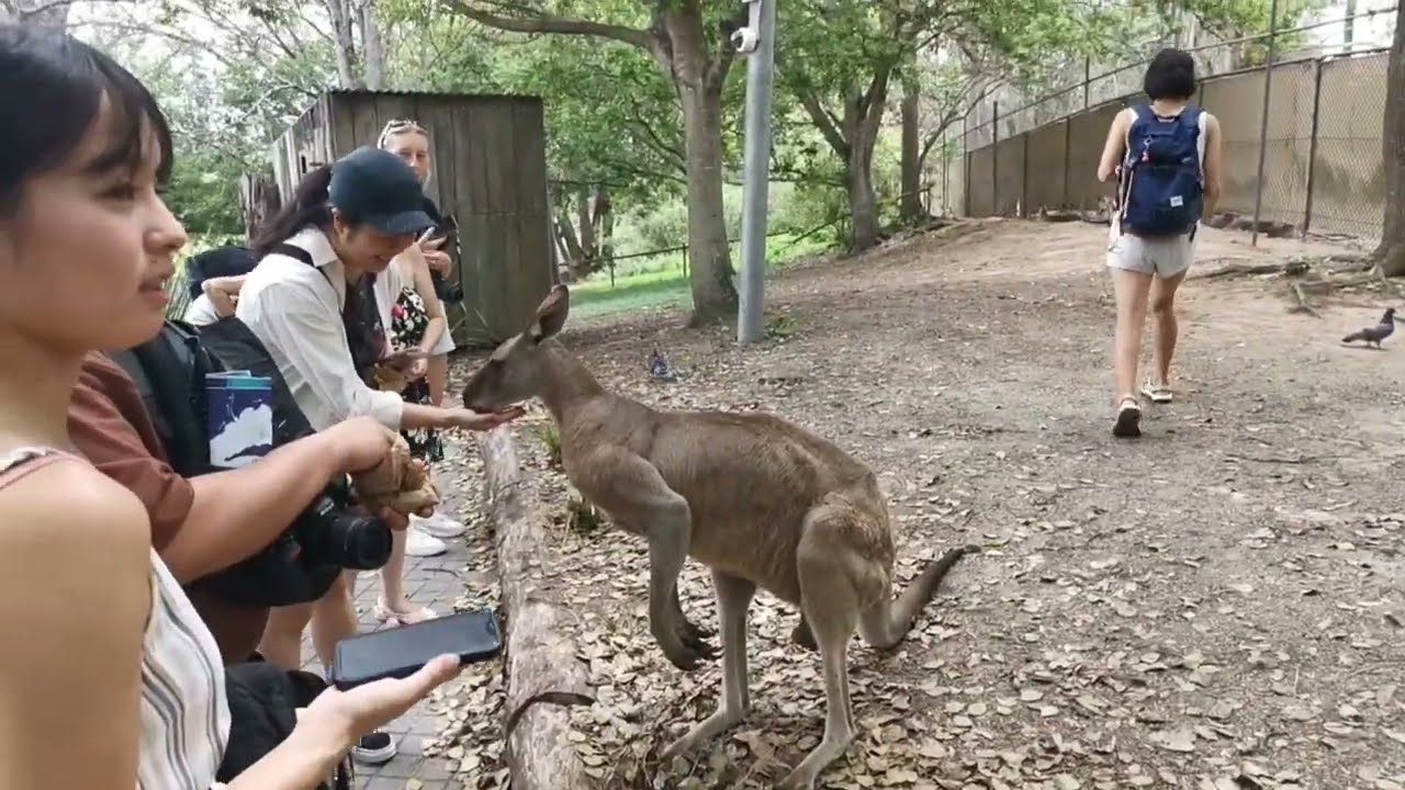 Hand-feeding kangaroos and watching a sheepdog show in Australia