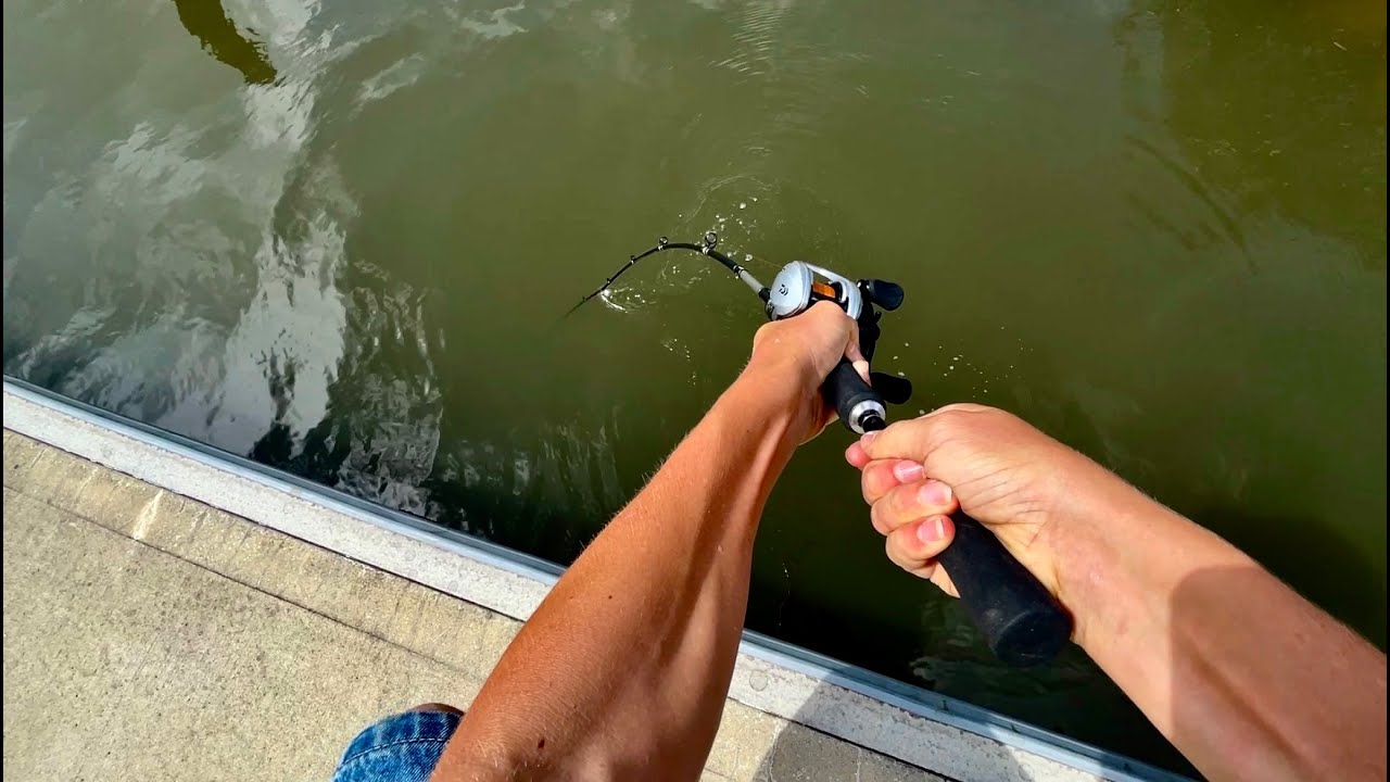 Fishing Private Marina pays off | PB Mangrove Jack