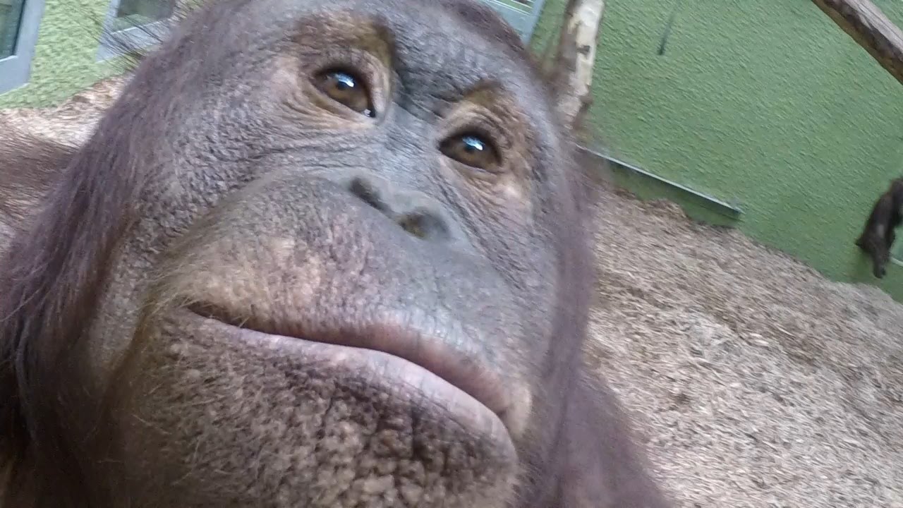 Orangutans go ape with a GoPro