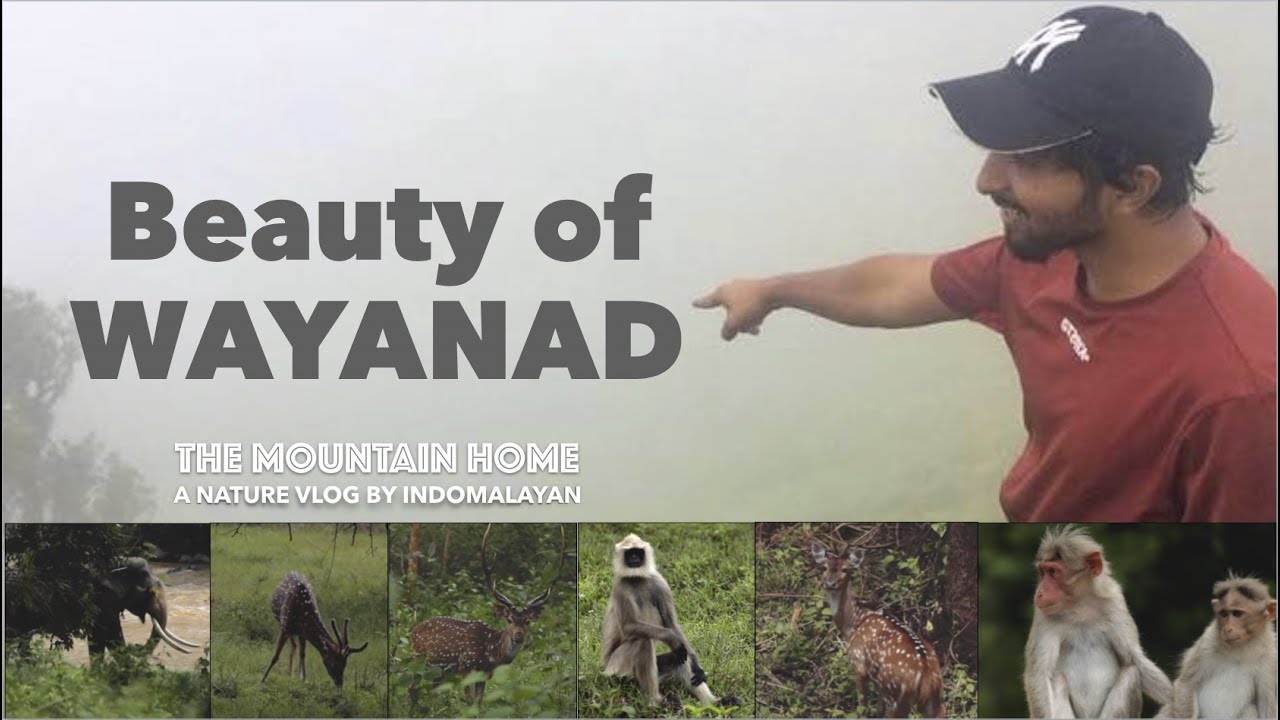 This is Wayanad: The Mountain Home - The Benevolent Mountains | Indomalayan (Western Ghats)