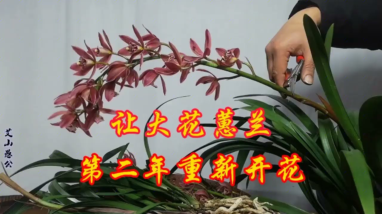 怎样让大花蕙兰第二年继续开花？很实用！简单易学！快来看看