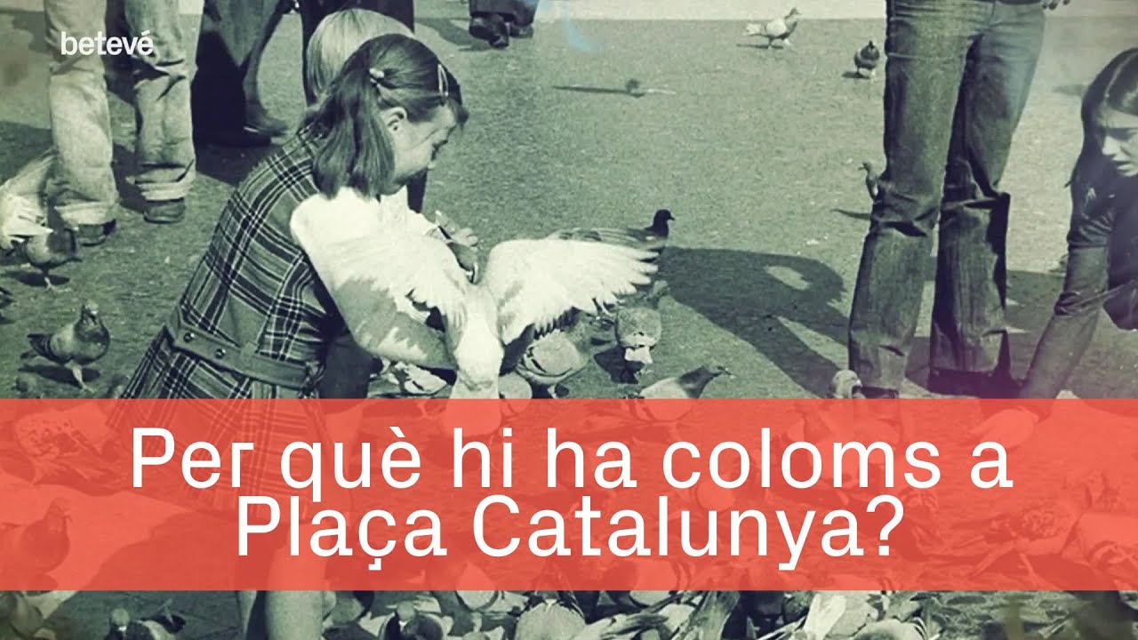 L'origen dels coloms de la plaça de Catalunya | betevé