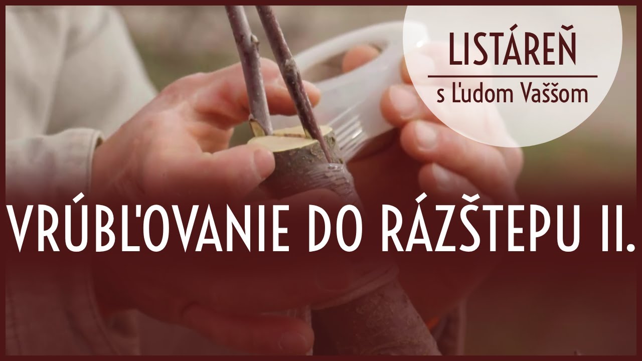 Listáreň s Ľudom Vaššom - Vrúbľovanie do rázštepu 2. časť