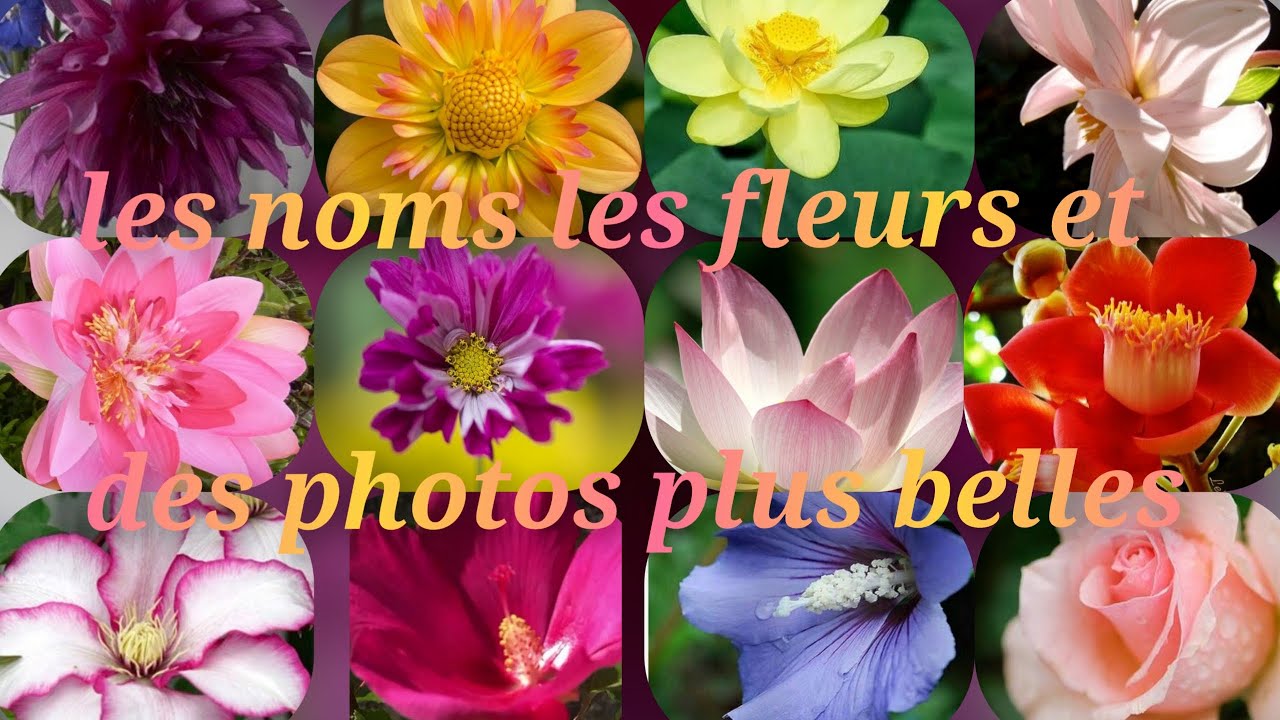 les noms des fleurs et  des photos plus belles