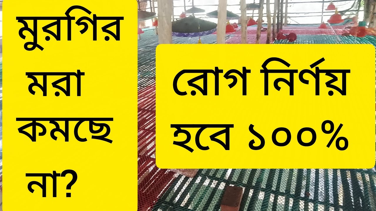 মুরগির রোগ নির্ণয় পদ্ধতি #chicken #farming 