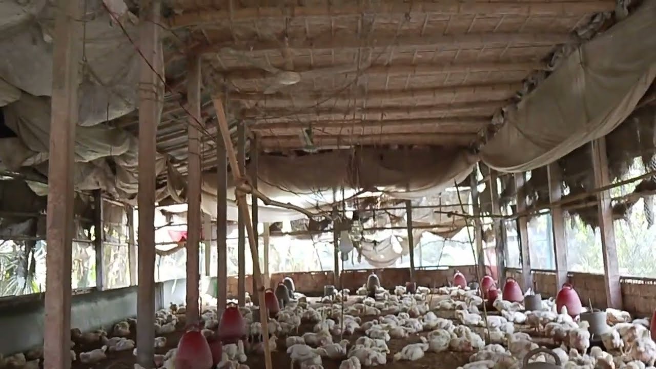 আজকের মুরগির পাইকারি বাজার দর 🐔 ব্রয়লার ও সোনালি মুরগির পাইকারি বাজার দাম 