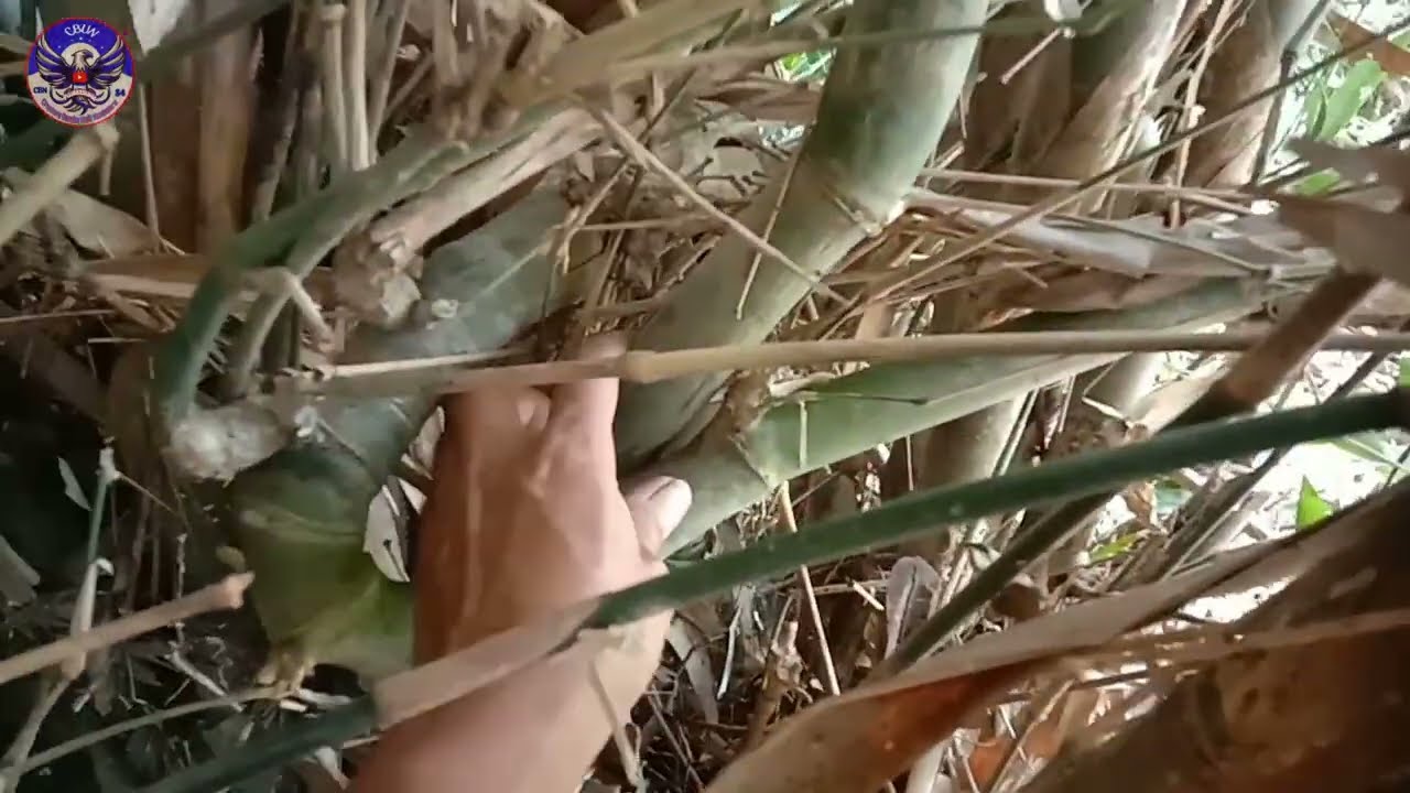 Eksekusi bambu junjung derajat songgobuono