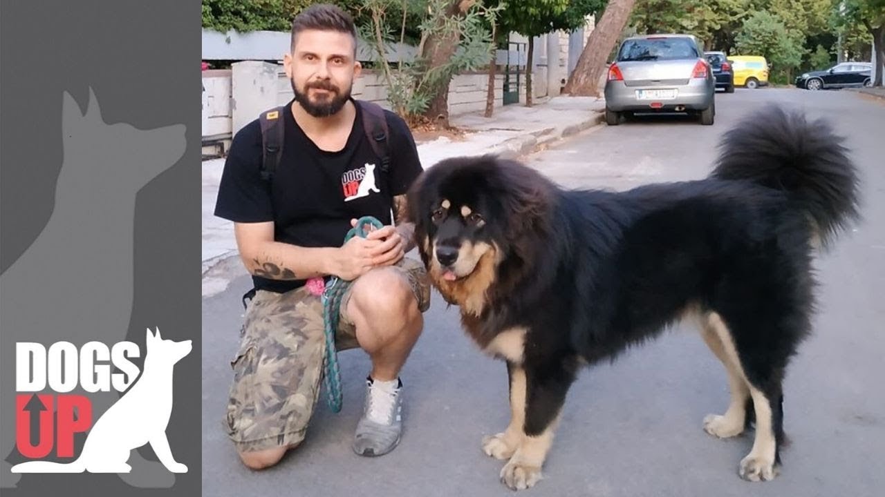 Θιβετιανό Μαστίφ στην Βασική Εκπαίδευση