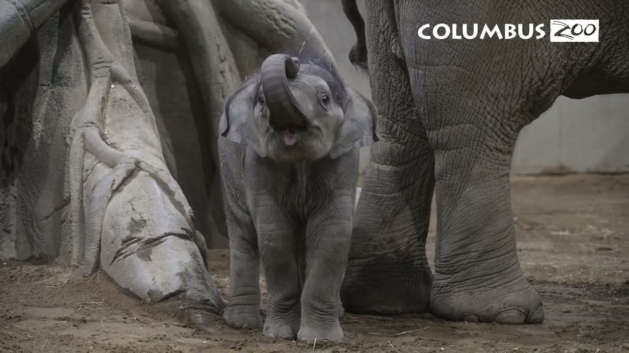 Asian Elephant Rita Jean - Certified Baby