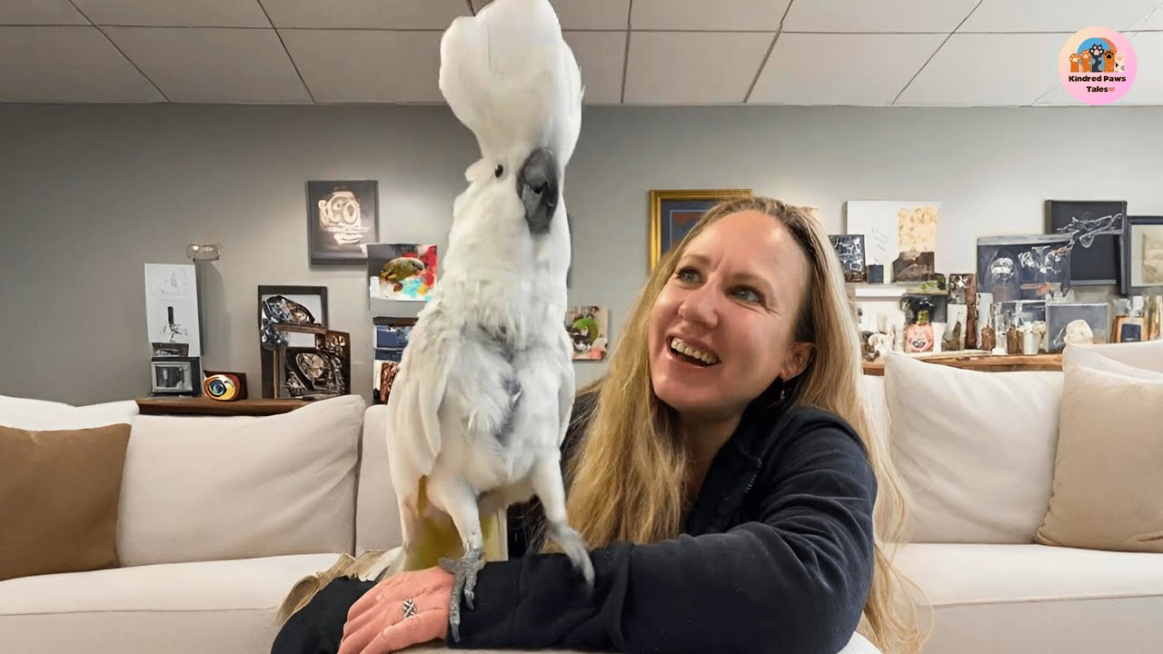 Cumulus the Cockatoo Survived 8 Surgeries—Now He Sings With Joy Every Day
