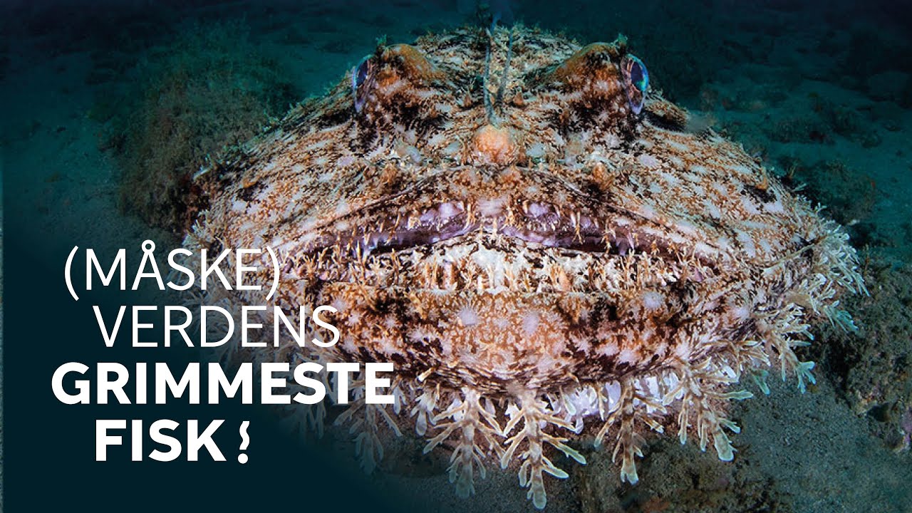 Verdens (m&aring;ske) grimmeste fisk flytter ind │Havtaske indtager Oceanariet