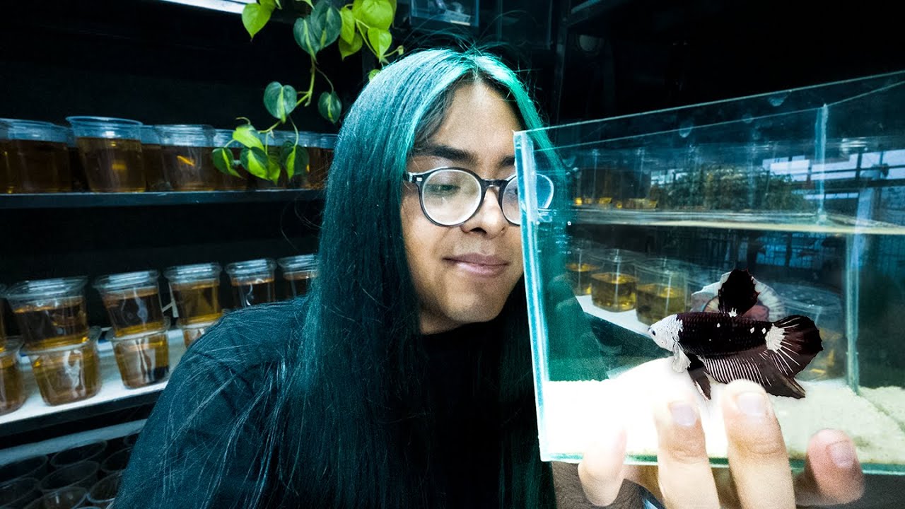 VISITANDO el LOCAL de PECES BETTA Exclusivos (Mas de 500 BETTAS)