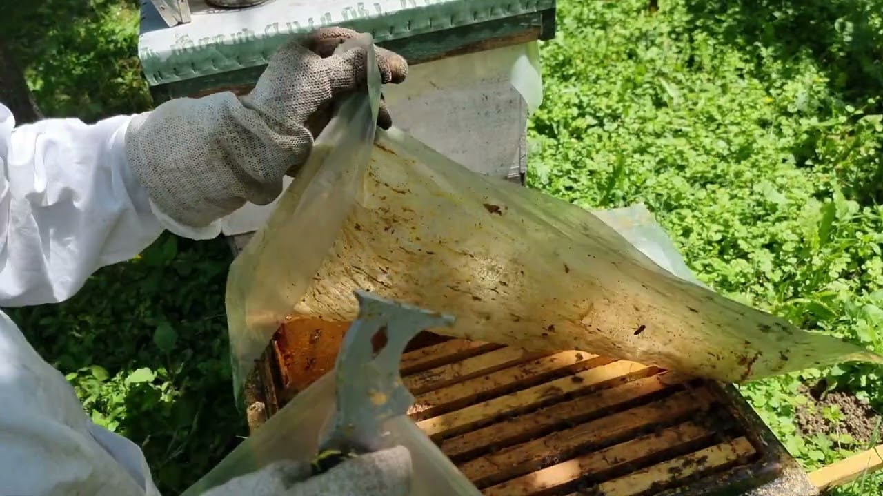 PLJAČKANJE MLADI DRUŠTAVA. 07.O6.2023