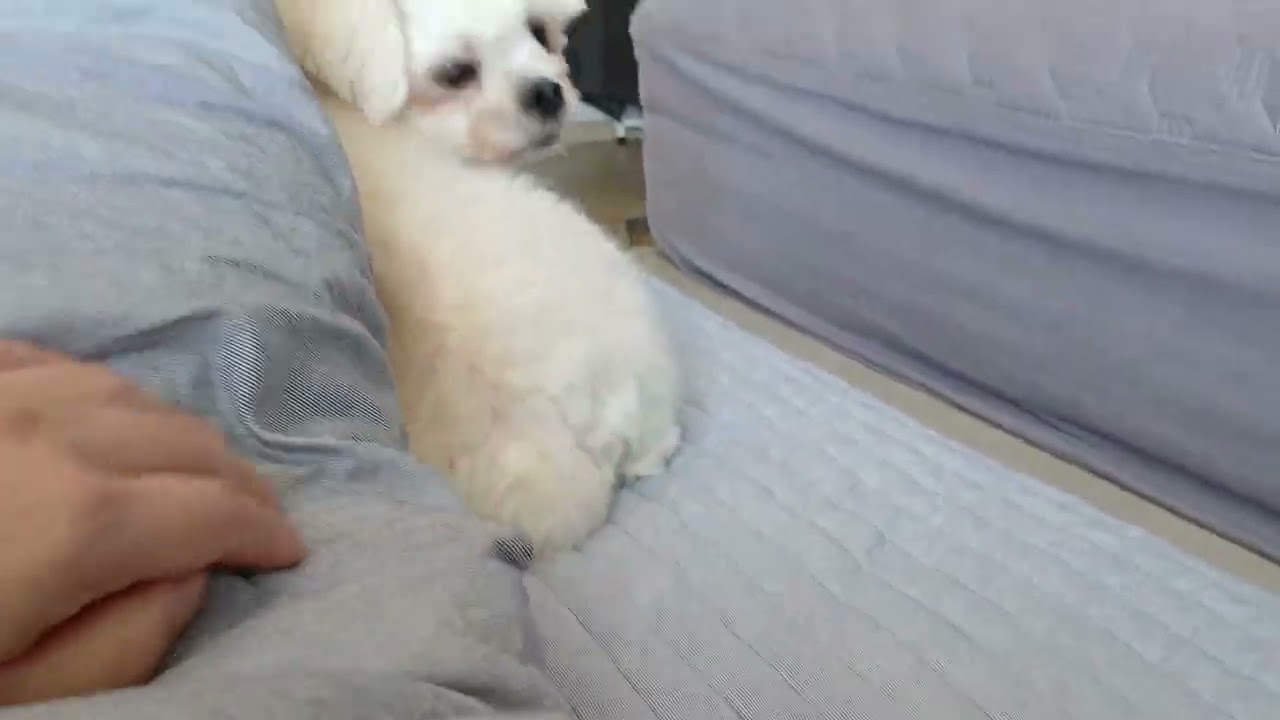 삐쳐도 뽀뽀는 하는 강아지