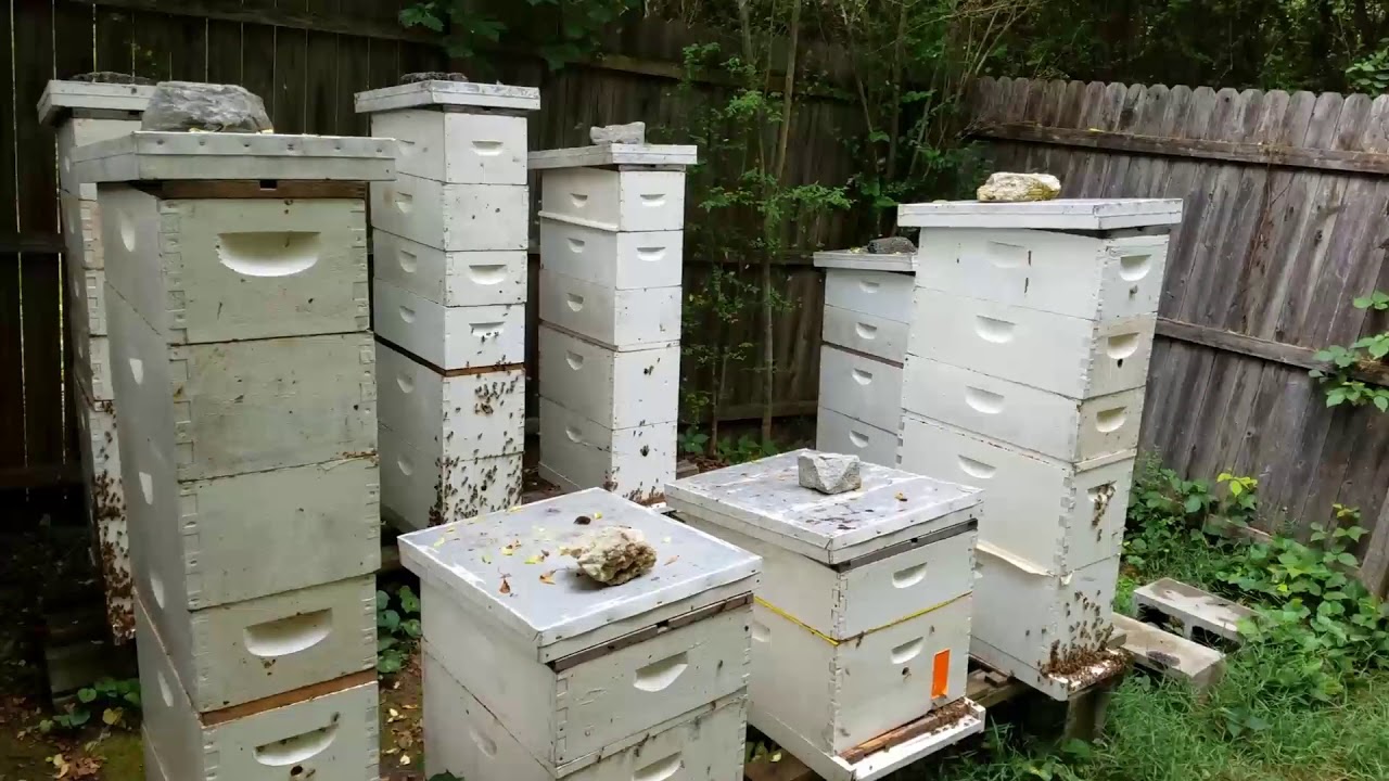 Nuc Beekeeping Video 3 Beekeeping in 5 Frame Nucs Wooly B's