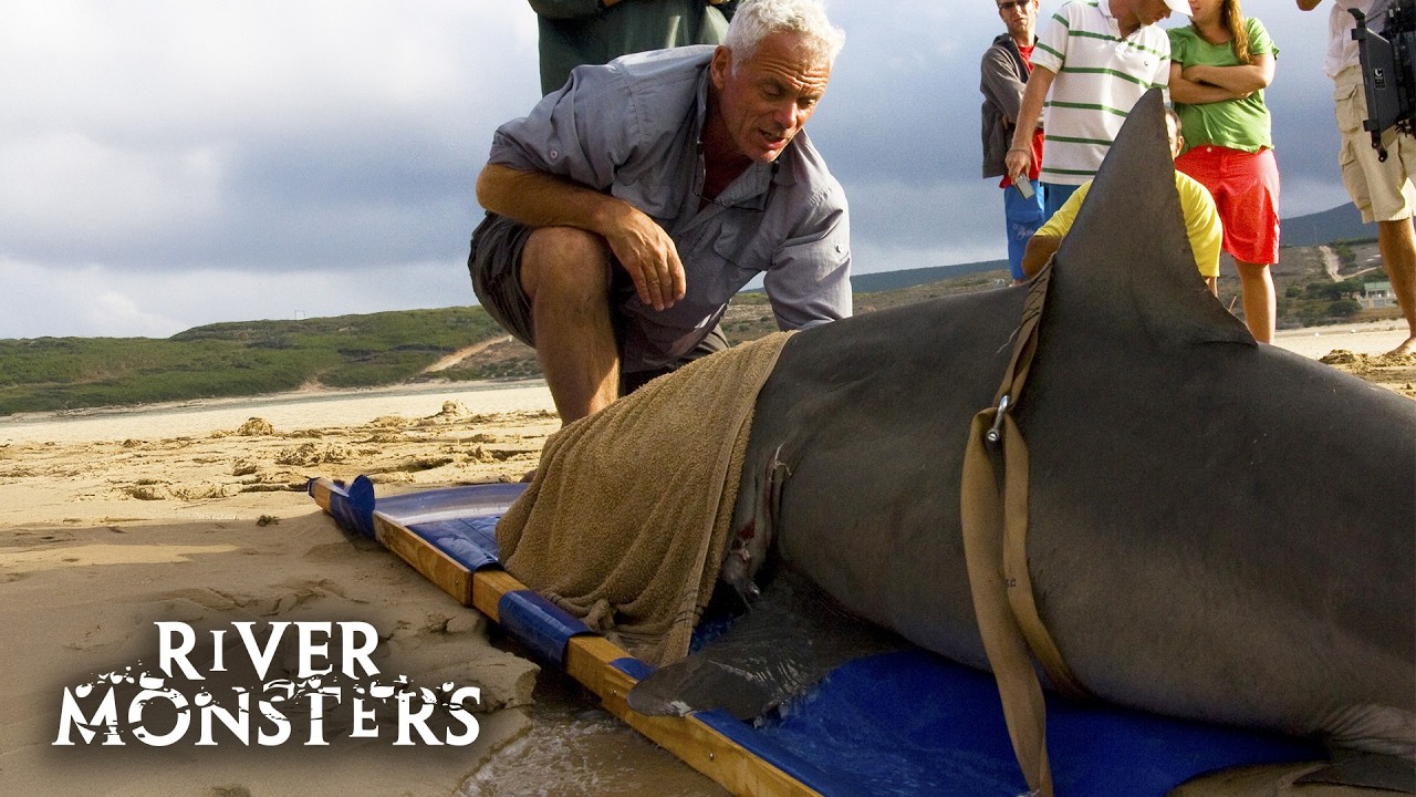 5 BIGGEST Shark Catches On River Monsters