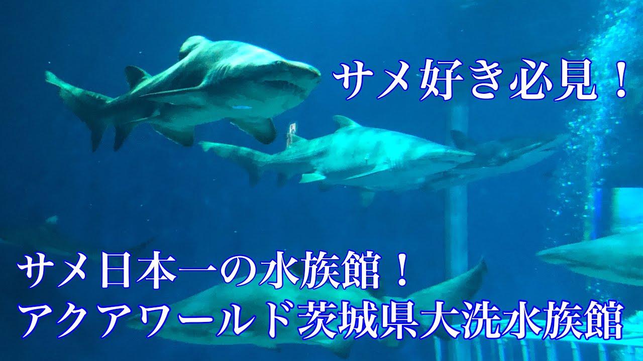 サメ好き必見！アクアワールド茨城県大洗水族館を巡る