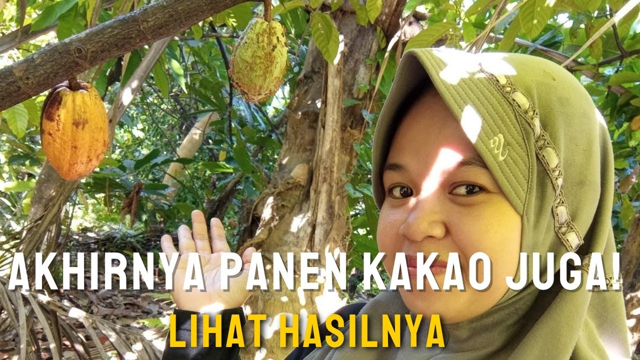 PERJALANAN KE KEBUN CENGKEH UNTUK PANEN KAKAO BERSAMA SUAMI. #dailyvlog #petanimuda #berkebun 