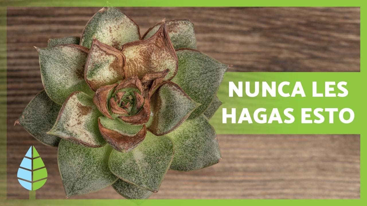 7 ERRORES comunes al CULTIVAR SUCULENTAS 🌵⚠️