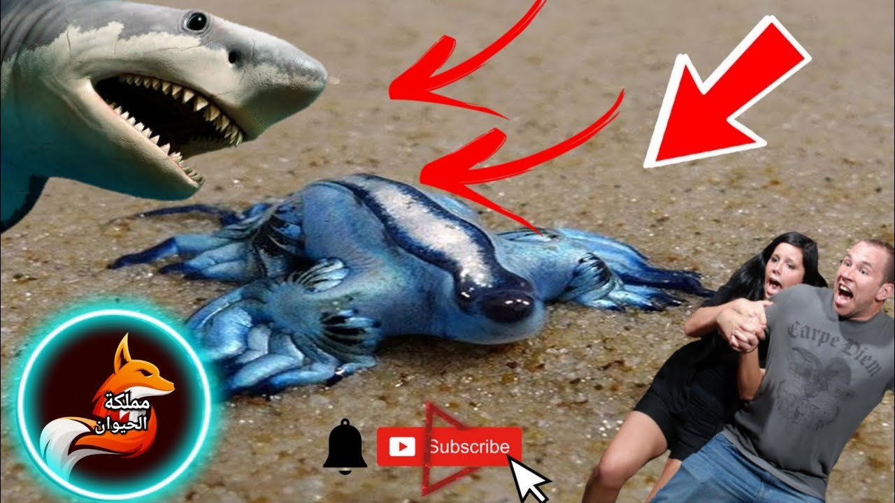هل تريد الموت؟؟😱 اخطر 10 حيوانات بحرية😮 سامة في العالم 🌍 لا تقترب منها