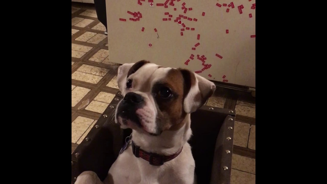 Caya is a joyful young Boston Terrier and Boxer mix with Megaesophagus