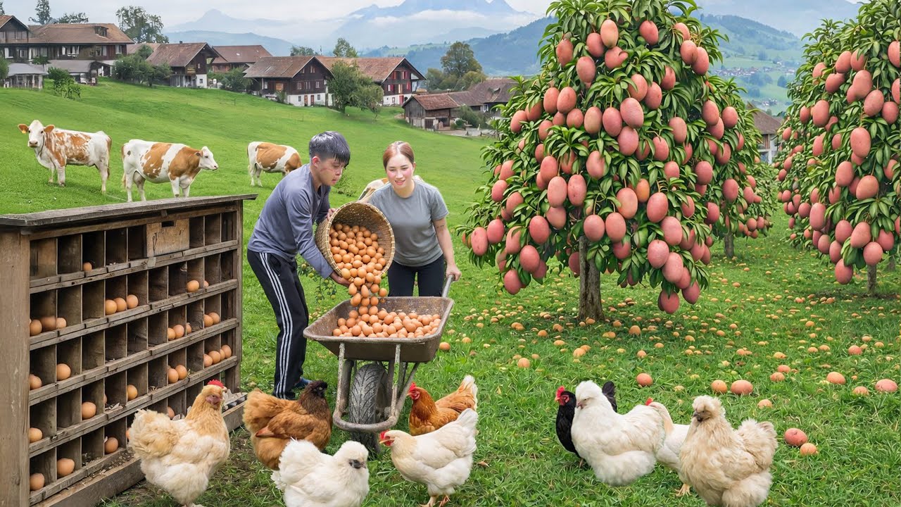 Harvesting Giant Pink Mangoes To Sell, Feeding Animals | A Peaceful Countryside Day