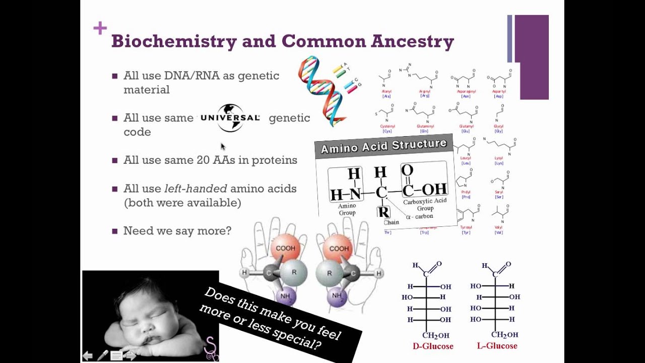 Cladistics (IB Biology)