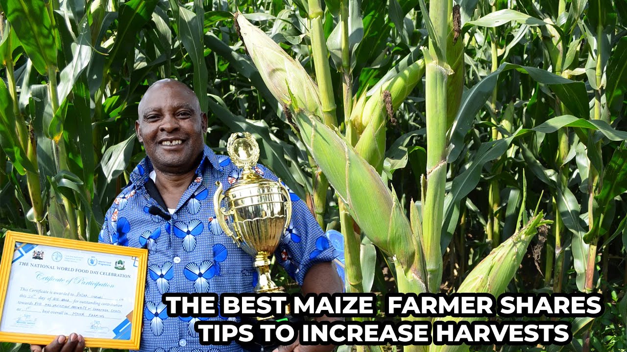 The best African maize farmer in Kenya yields 45 bags per acre ! More than 4 tons of maize