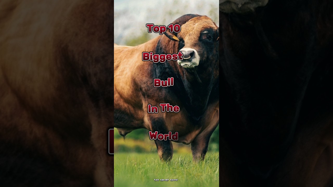 Top 10 biggest bull in the world 🌎 #bull #top10 #cattle #short
