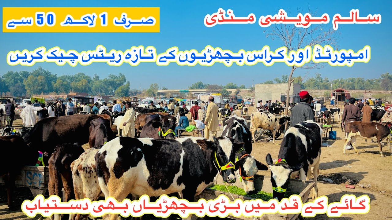 Salam Maveshi Mandi | Heifers Fresh Rates And Updates Today | Imported And Cross Heifers |14 Feb2026