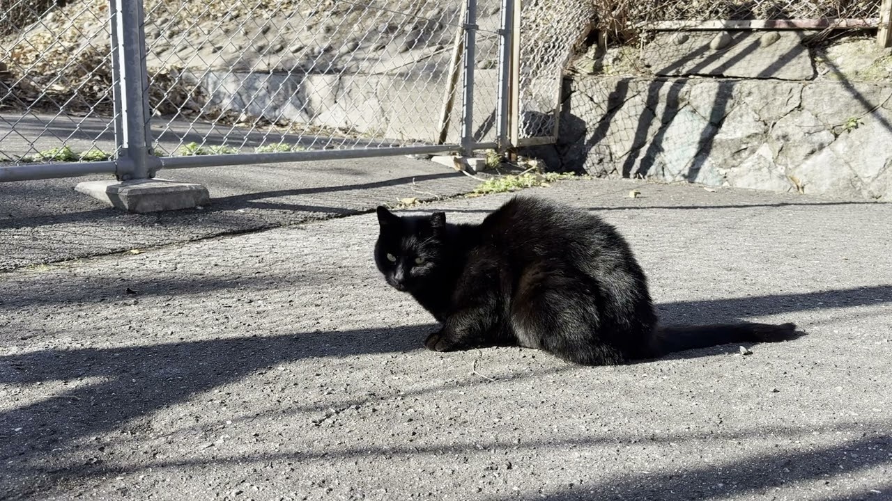 水都見晴らし山の電波塔の近くにいた黒猫さん