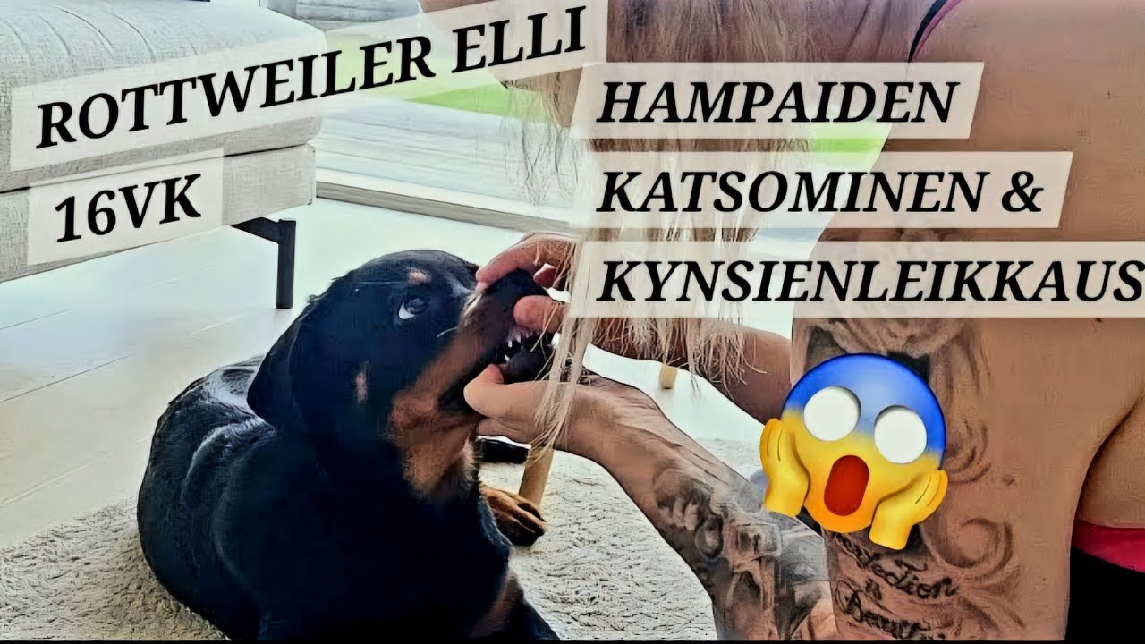 ROTTWEILER ELLI - HAMPAIDEN TARKISTUS & KYNSIEN LEIKKAUS😍😍