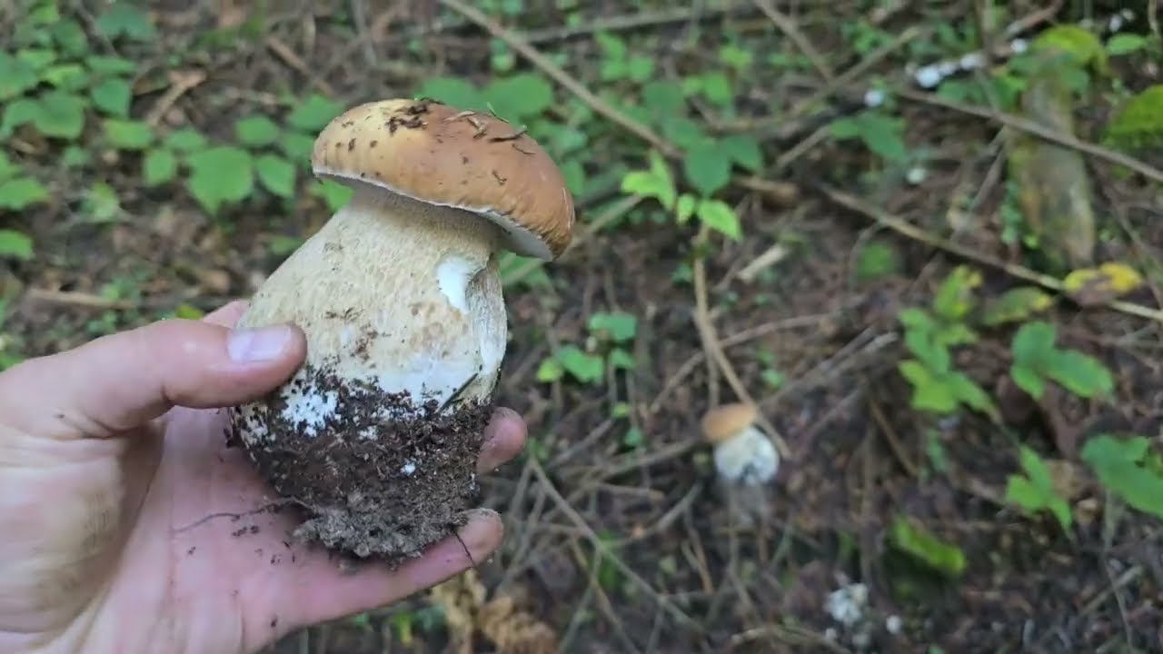 FUNGHI PORCINI 2024 |  Esplosione di Porcini | WOWW
