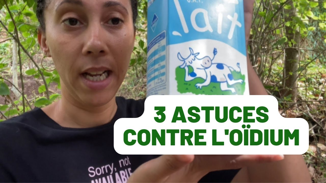 DE L'OIDIUM ? : Voici 3 astuces &agrave; connaitre !