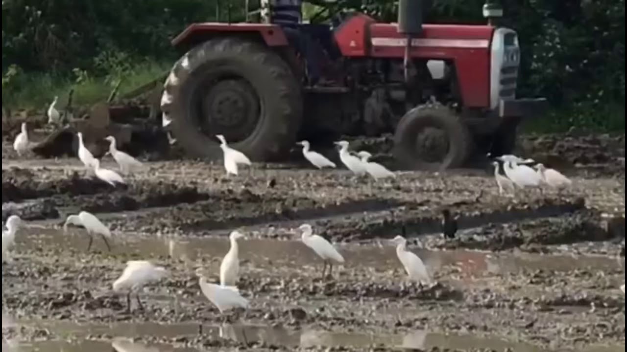 Rice (Paddy) Planting / Relaxing Farm Video #rice #paddyplanting
