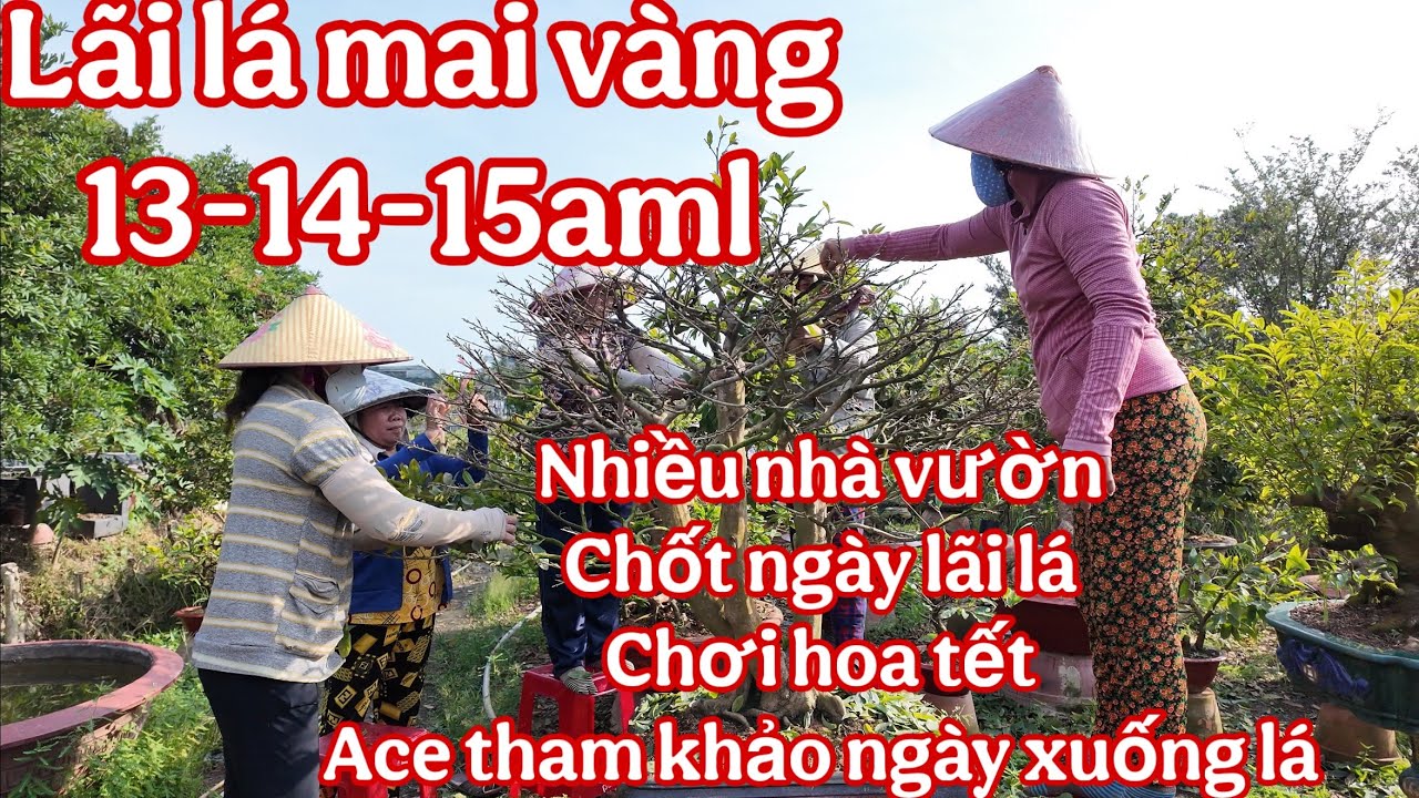 Ngày tuốt lá mai vàng chơi tết 2026 ( lãi lá mai vàng chơi tết 2026 )