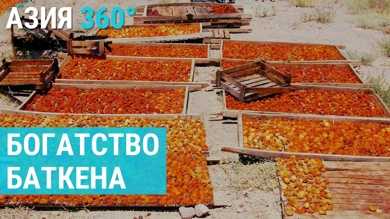 Баткенский абрикос: золото Кыргызстана | АЗИЯ 360°
