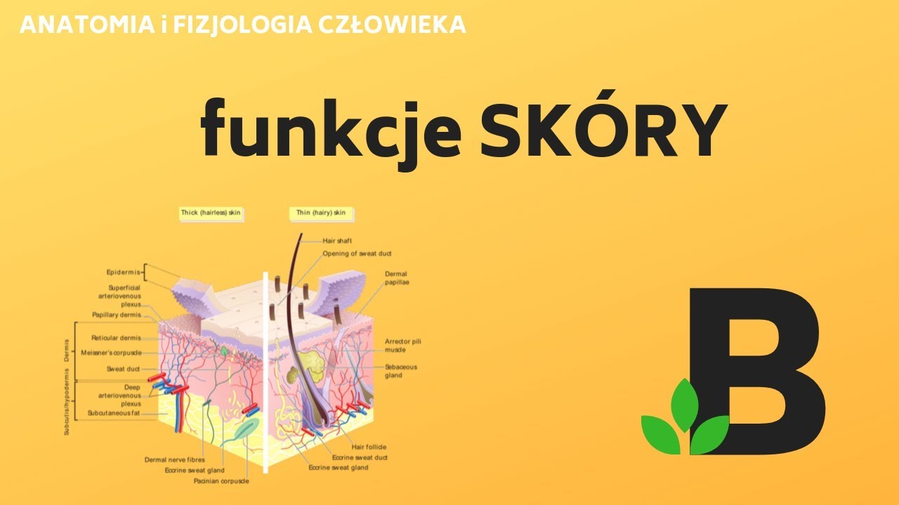funkcje SK&Oacute;RY - ANATOMIA i FIZJOLOGIA człowieka - KOREPETYCJE z BIOLOGII - 269