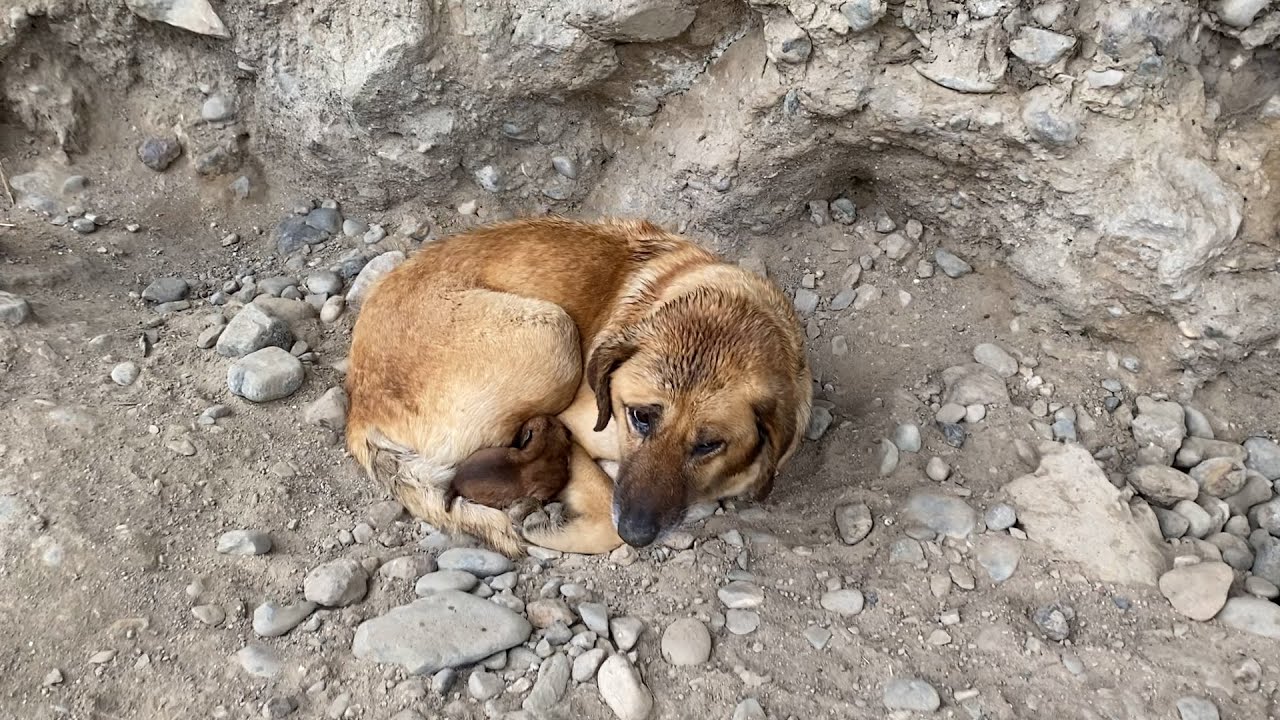 Yavrusunu Isıtmaya Çalışan Anne Köpeğe Otağ Götürdük