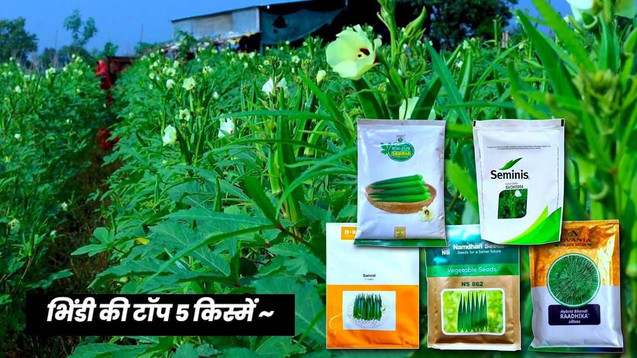 भिंडी की टॉप 5 बेस्ट वैरायटी | bhindi ki best variety | advanta Radhika, भिंडी की खेती New Video