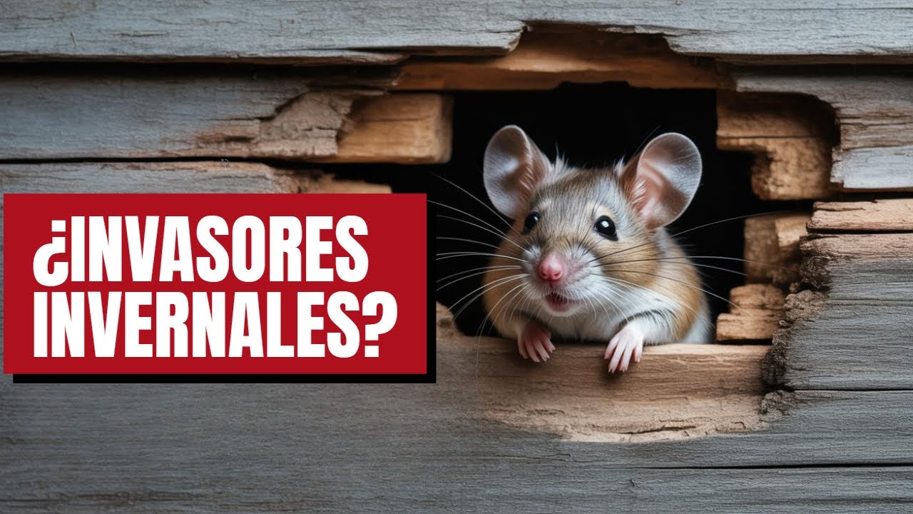 Tu casa está en peligro: plagas escondidas en invierno