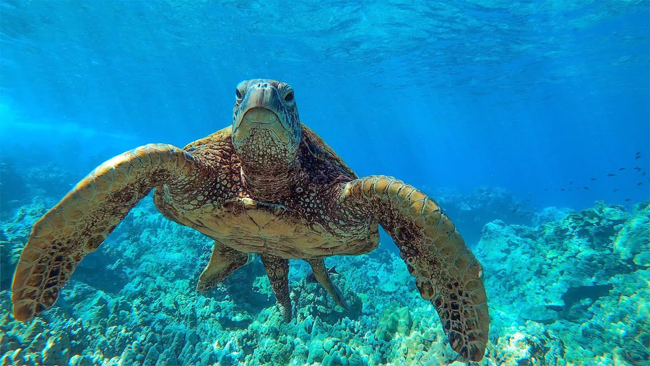 8 часов — Расслабляющая музыка с морскими черепахами на Гавайях | Great Escapes