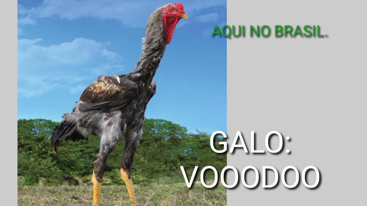 O GALO GIGANTE / VENDIDO POR: R$ 154.000.00 MIL