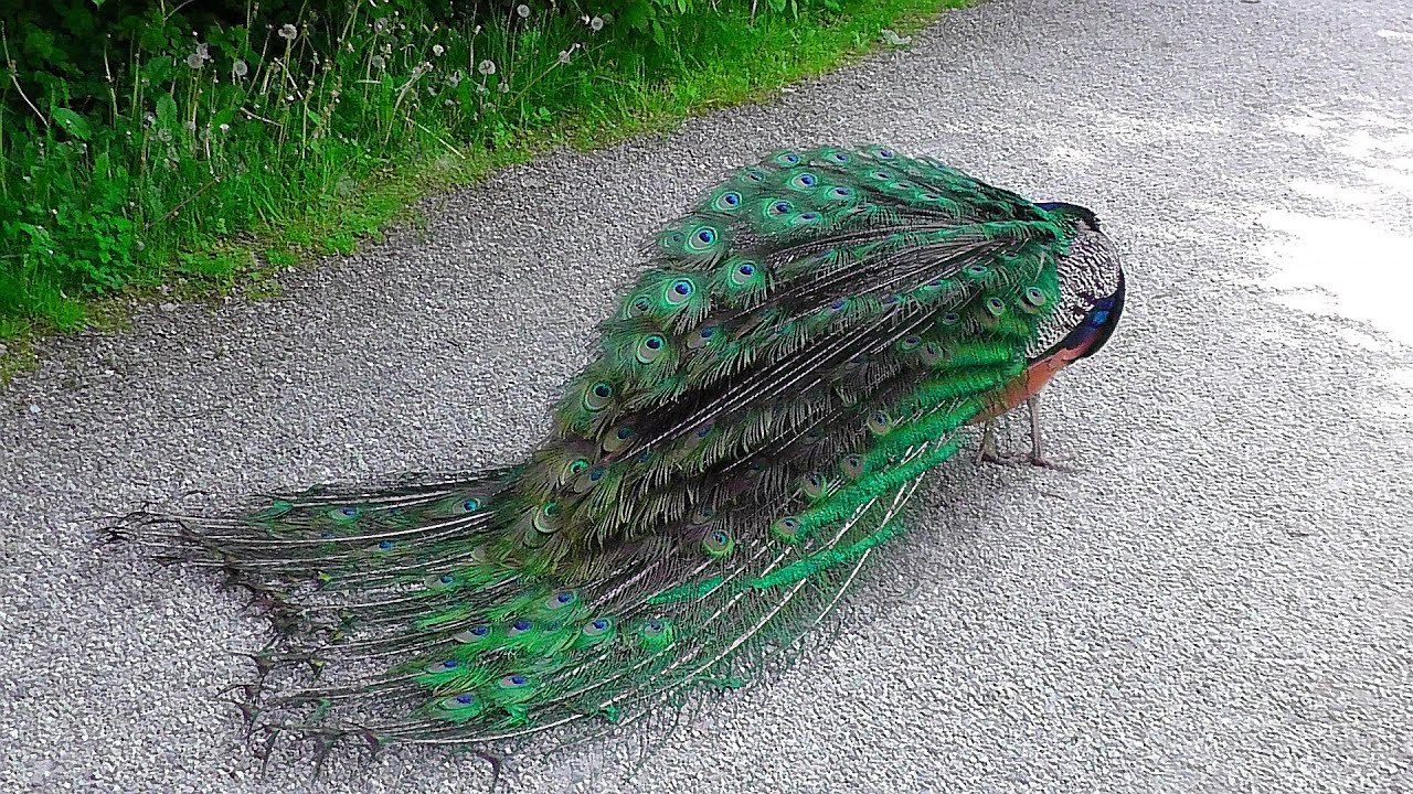 Der Pfau - das Rad - der Ruf -  the wheel of the peacock