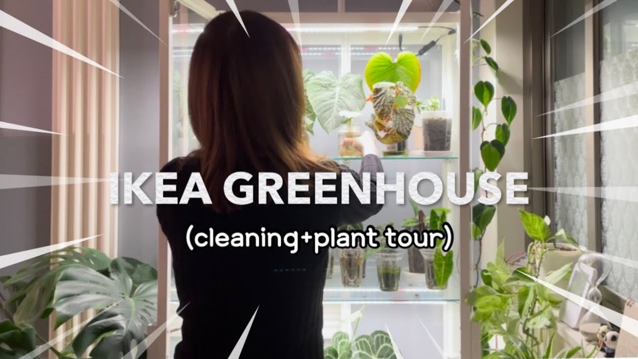 IKEA Greenhouse Plant Tour | 이케아 밀스보 온실 청소 및 식물 배치 식물투어 | 안스리움 포게티, 필로덴드론 마제스틱
