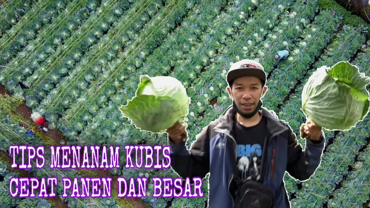 Cara menanam kubis agar besar dan cepat panen
